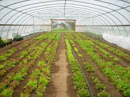 Micro-irrigation - goutte à goutte enterré